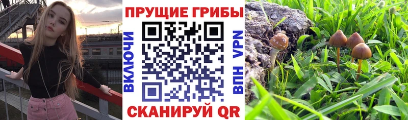 Псилоцибиновые грибы мухоморы  закладки  Чусовой 